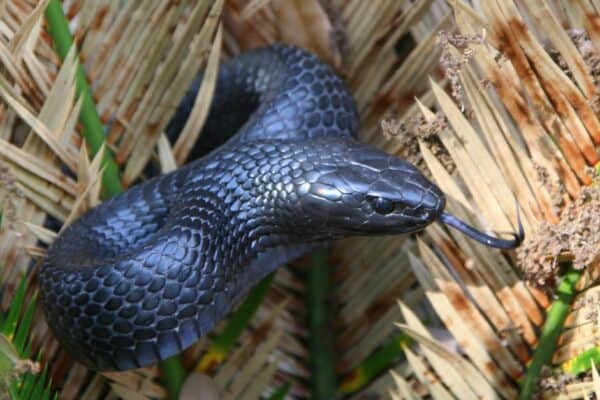 The Eastern indigo snake may be non-venomous, but its ability to grow over nine feet in length makes it daunting.