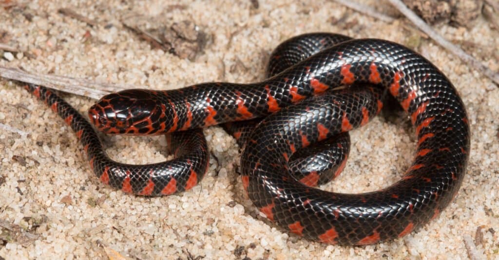 Eastern Mud Snake