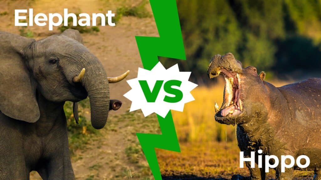 Elephant vs hippo