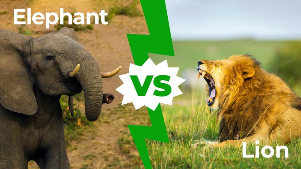 african elephant vs lion