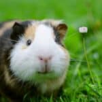 Guinea pigs are the perfect friend for any child who cannot have the traditional dog or cat for emotional support.