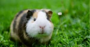 What is Guinea Pig Rumble Strutting? Picture