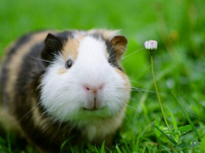 A Guinea Pigs Quiz- Learn the Facts!