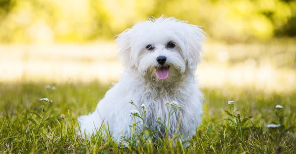 Yorkie vs Maltese