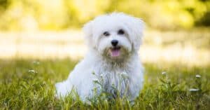 Bichon Frise vs Maltese: What’s the Difference? Picture