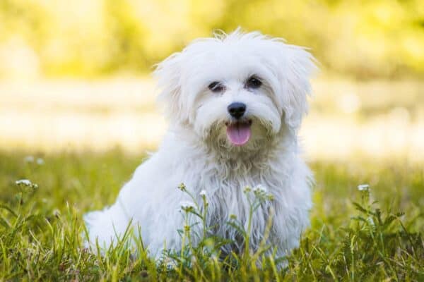 A Maltese dog is small and compact enough, so people who are dealing with emotional or psychiatric conditions can bring the dog along for support – it loves to be cuddled, and thrives on human attention.