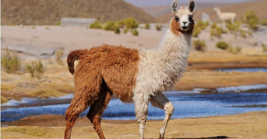 Llama Facts: Habitat, Behavior, Diet