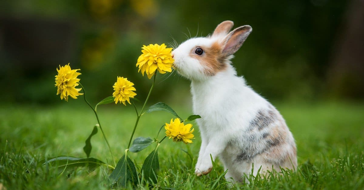 How Old is the Oldest Rabbit Ever? AZ Animals