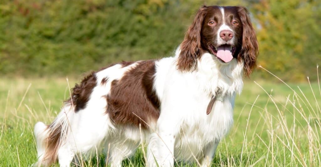 Prettiest / Cutest Dogs - English Springer Spaniel