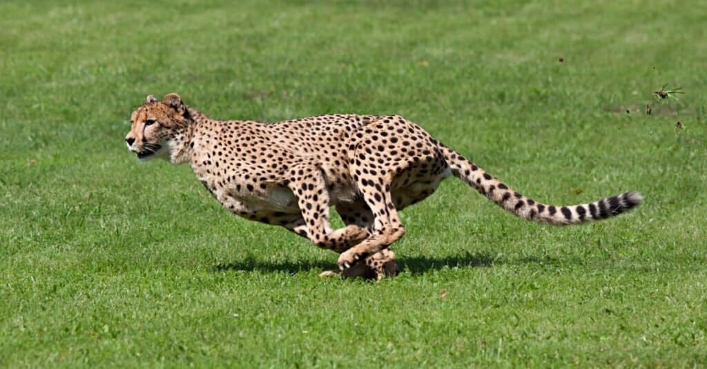 Mèo nhanh nhất - Cheetah