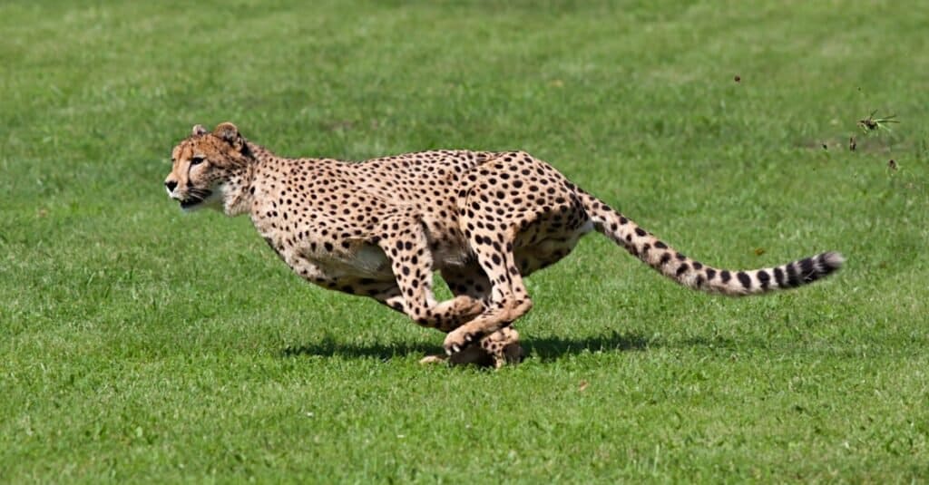 cheetah vs lion fight