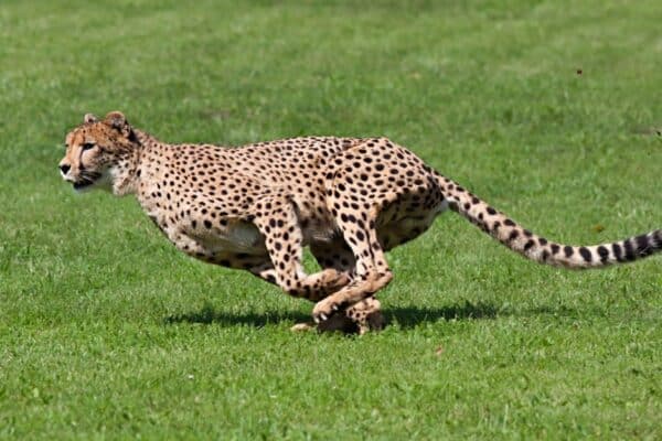 Cheetahs are the planet's fastest land animal is built for super speed, rather than stamina.