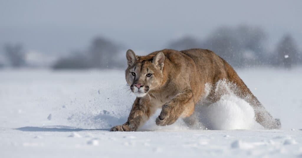 Mountain Lions in Yellowstone National Park