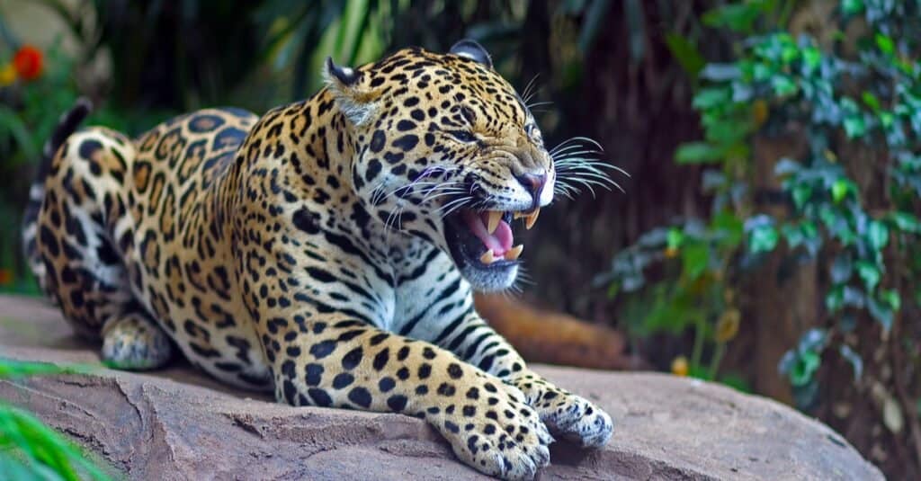 Mèo nhanh nhất - Jaguar