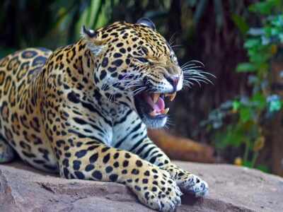 A 10 Incredible Jaguar Facts
