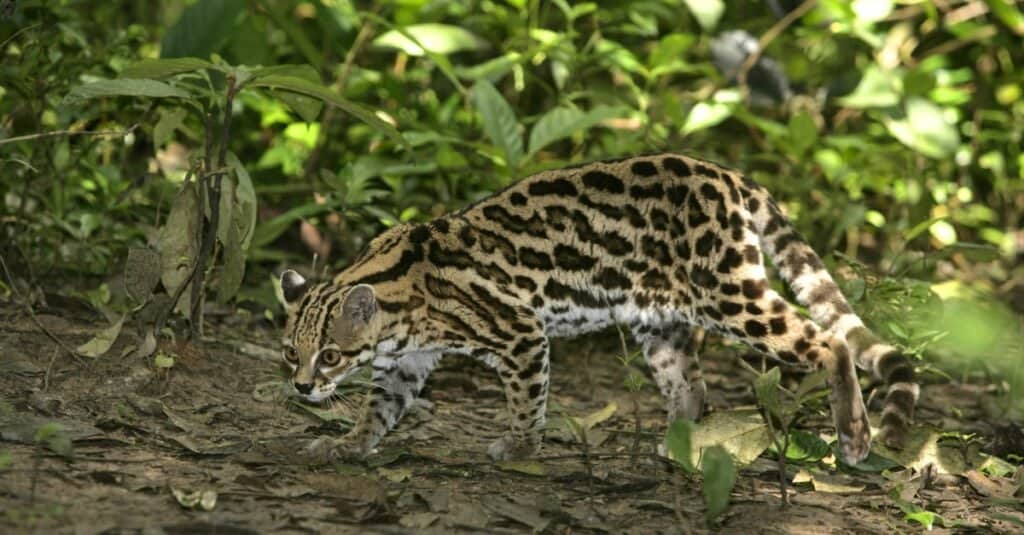 Fastest Cats - Margay