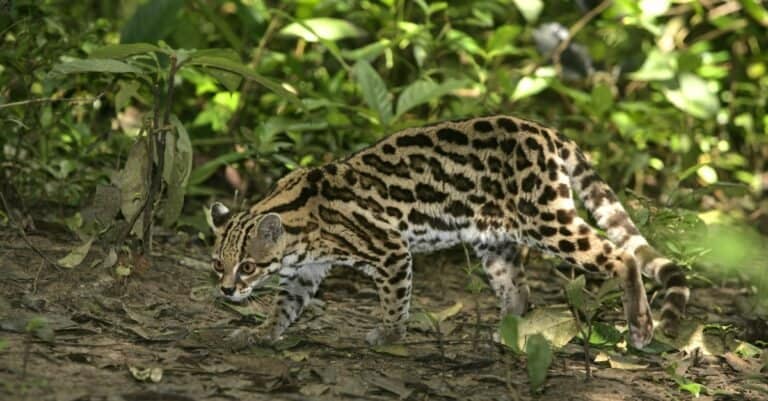 Fastest Cats - Margay