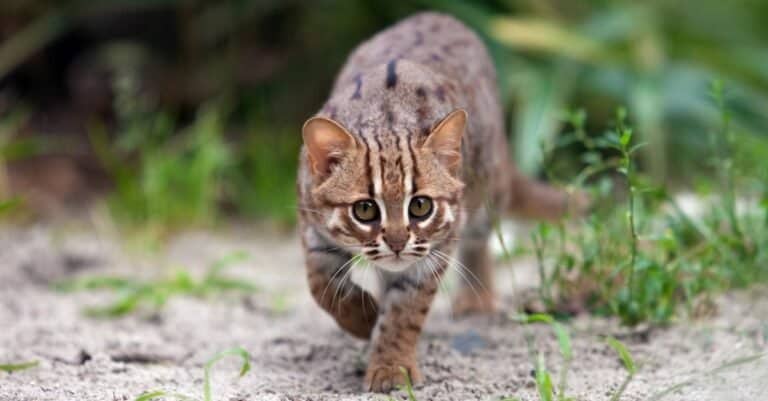 Fastest Cats - Rusty-spotted Cat