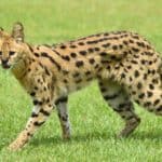The serval has the longest legs of any cat relative to its body size, largely due to the greatly elongated metatarsal bones in the feet.