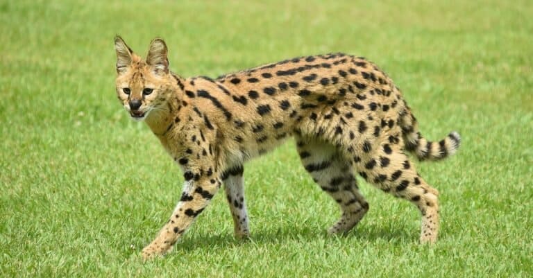 Fastest Cats - Serval