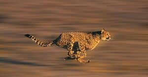 The Top 7 Fastest Cats in The World Picture