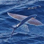 Flying fish