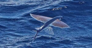 10 Incredible Flying Fish Facts photo