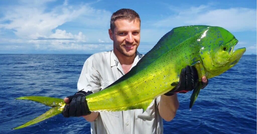 Mahi vs Ahi