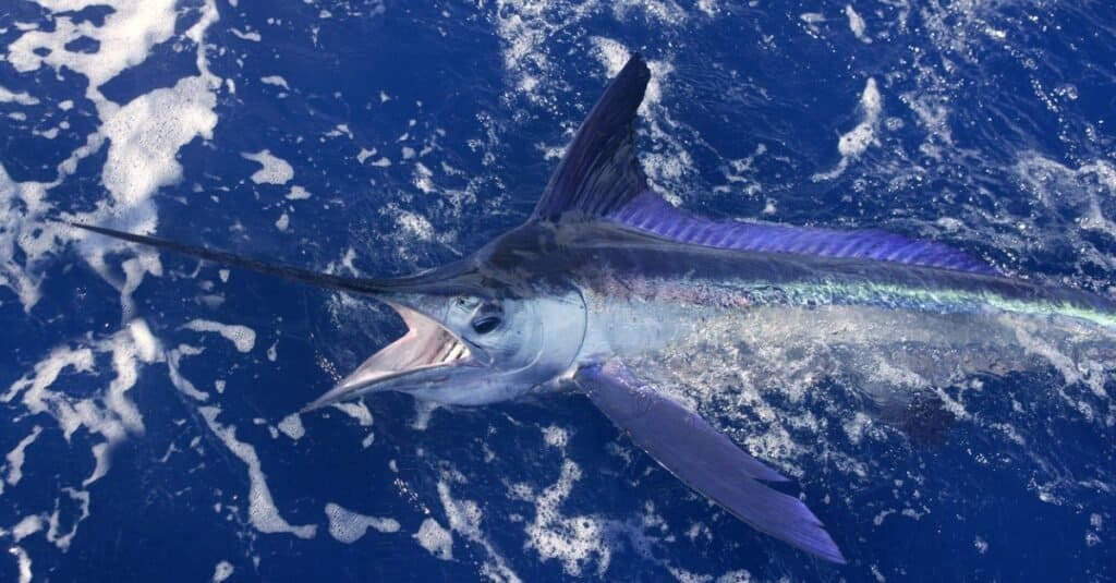 Blue marlins are one of the largest fish in Florida and exceed 1,000 pounds!