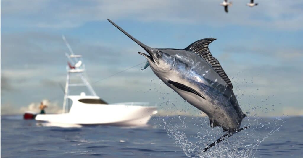 Swordfish jumping from water