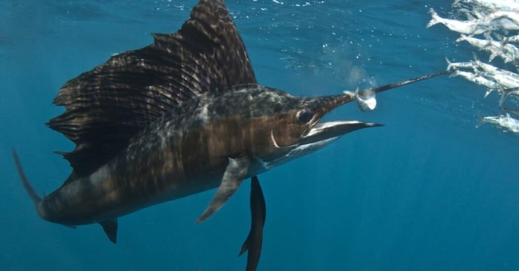 Sailfish Animal Facts  Istiophorus platypterus - A-Z Animals