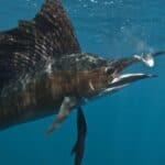 At top speeds of nearly 70 mph, the sailfish is widely considered the fastest fish in the ocean.