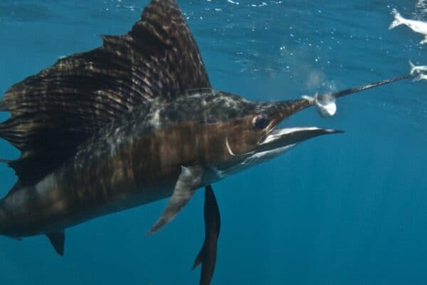 At top speeds of nearly 70 mph, the sailfish is widely considered the fastest fish in the ocean.