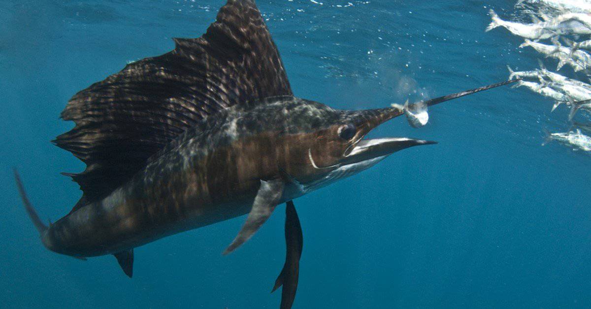 Great White Speed: Just How Fast are Great White Sharks? - Wiki Point