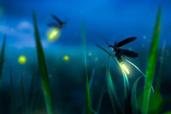 A sight to behold in the spring and summer, fireflies are a welcome and beautiful sight.
