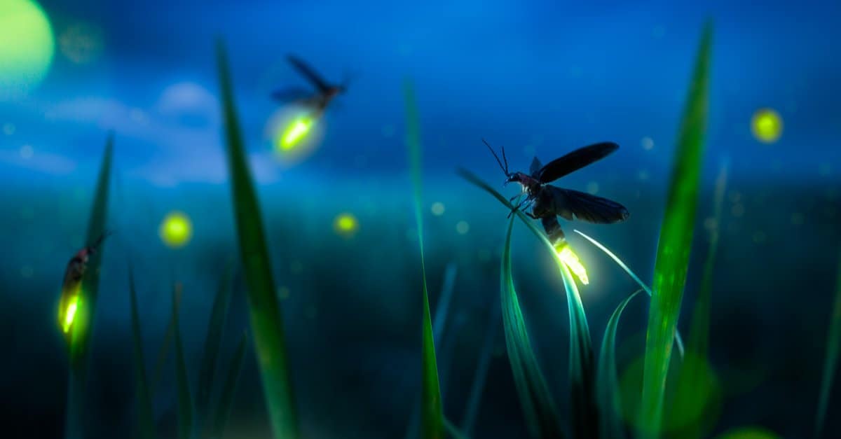 Fireflies in Florida Types and When You Can Expect to See Them AZ