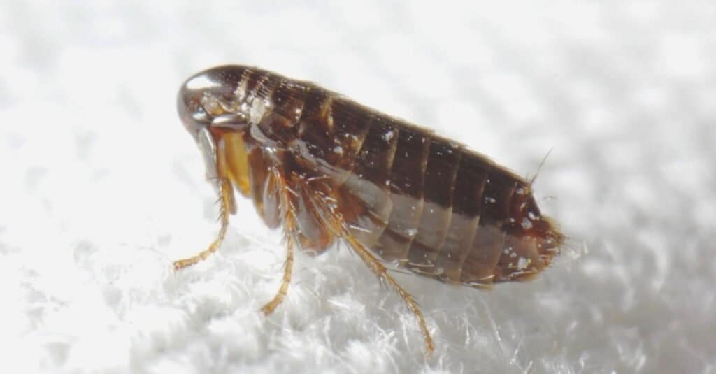 Ceratophyllus gallinae, known as the hen flea or European chicken flea. It is an ectoparasite of birds which commonly attacks poultry, and can bite humans and other mammals.