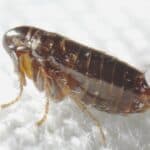Ceratophyllus gallinae, known as the hen flea or European chicken flea. It is an ectoparasite of birds which commonly attacks poultry, and can bite humans and other mammals.