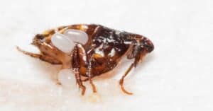 Flea Lifespan: How Long Do Fleas Live? Picture