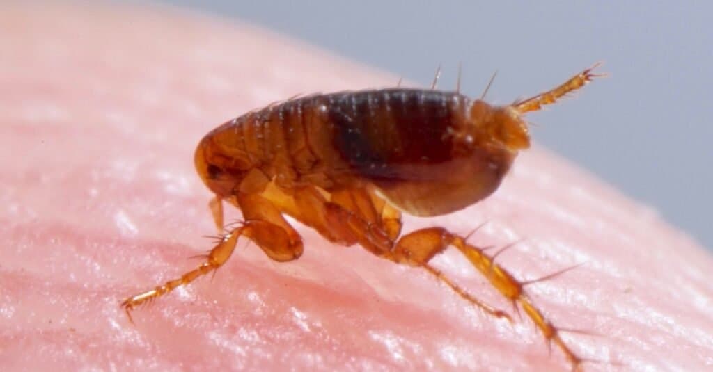 Flea Lifespan How Long Do Fleas Live Az Animals