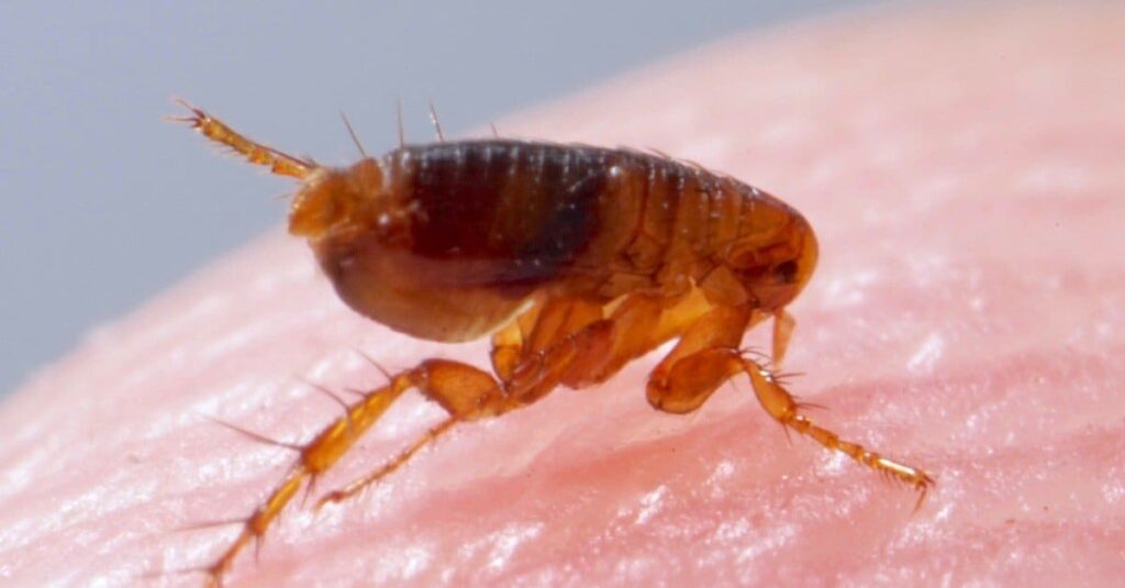 Super macro closeup of brown amber flea, Siphonaptera on human skin.  It survives as an external blood-sucking parasite of mammals and birds.