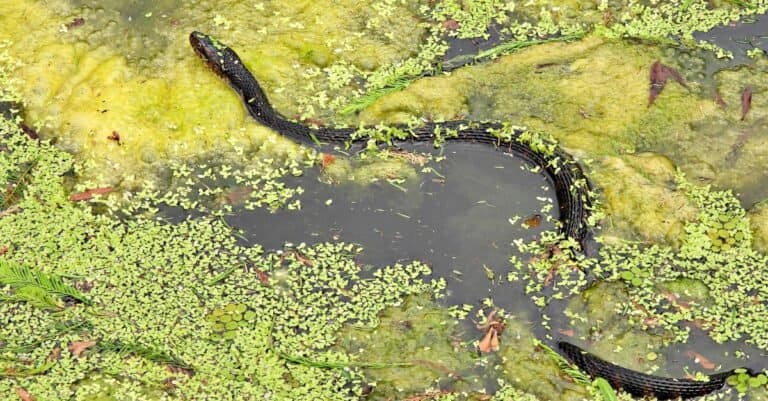 Florida-banded water snake