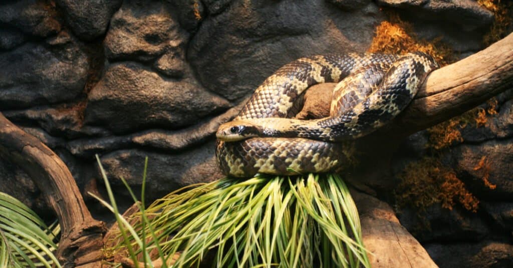 Florida Kingsnake