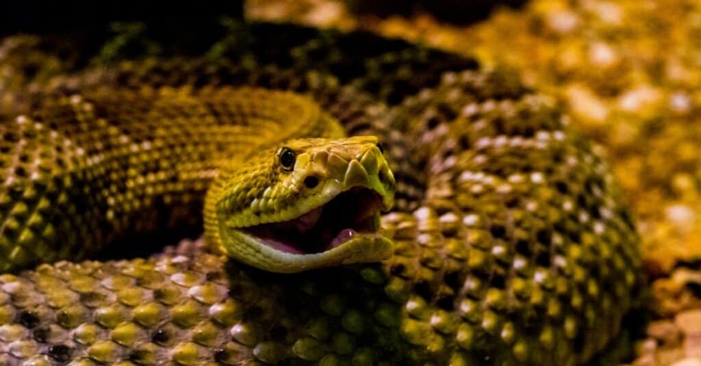 Bull snake vs rattlesnake