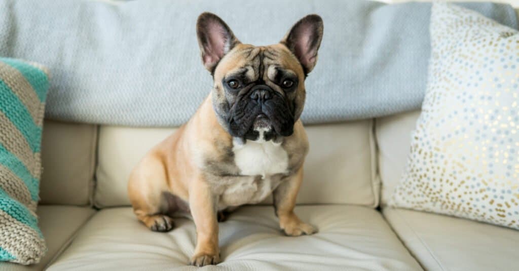 French bulldog sitting on couch