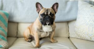 French Bulldog vs Pug: 5 Main Differences Explained Picture