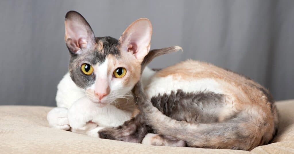 Friendliest Cats - Cornish Rex