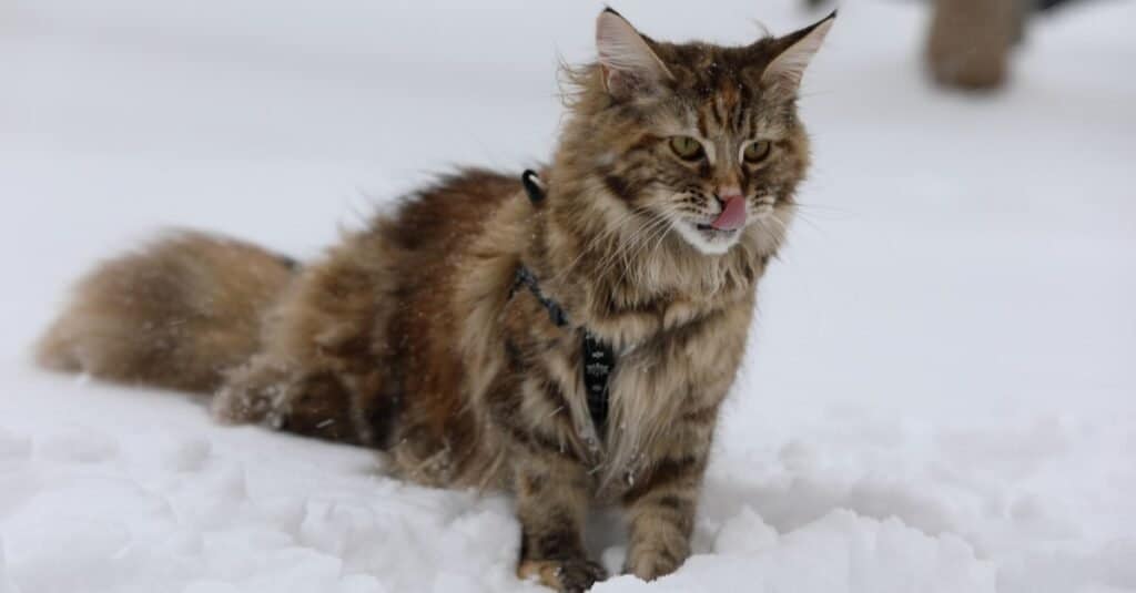 Friendliest Cats - Maine Coon