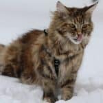 While many cat breeds grow calmer with age, Maine Coons retain a kitten-like playfulness throughout their lives.