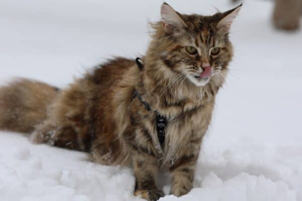 While many cat breeds grow calmer with age, Maine Coons retain a kitten-like playfulness throughout their lives.